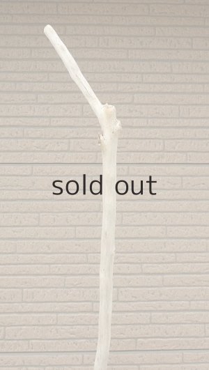 画像5: 幹流木・長尺