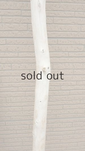 画像7: 幹流木・長尺