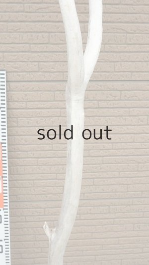 画像7: 幹流木・長尺