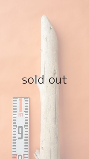 画像6: 幹流木・丸太