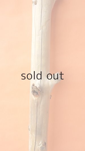 画像4: 幹流木・丸太