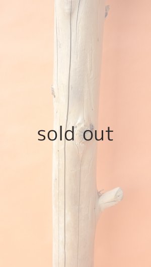 画像3: 幹流木・丸太