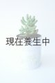 多肉植物（乙女心・セダム属）苗・オプションでオリジナルスチール丸缶