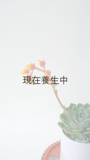 画像2: 多肉植物（養老・エケべリア属）苗・オプションでオリジナルスチール丸缶