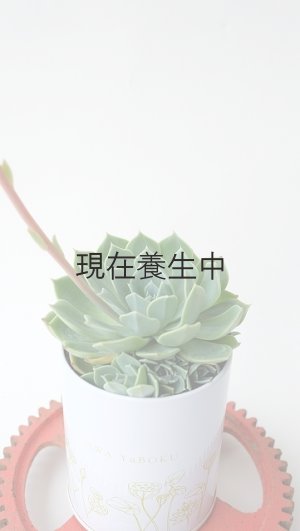 画像3: 多肉植物（養老・エケべリア属）苗・オプションでオリジナルスチール丸缶