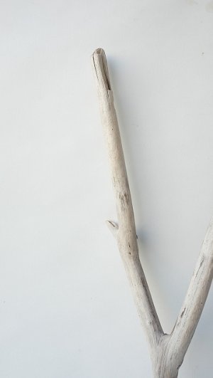画像5: 小枝流木