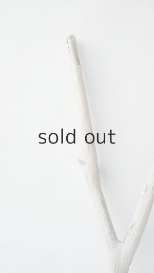 画像5: 小枝流木