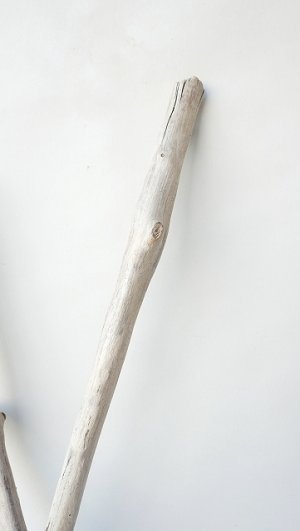 画像4: 小枝流木