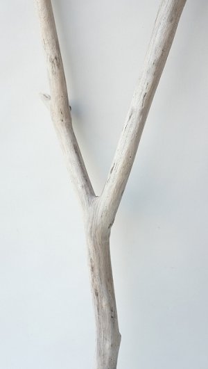 画像3: 小枝流木