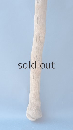 画像2: 幹流木