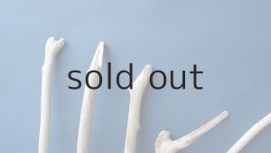 画像4: 小枝流木セット