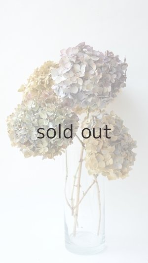 画像1: Dry plants for decor デコール用乾燥紫陽花（霧島の恵・大）2016開花