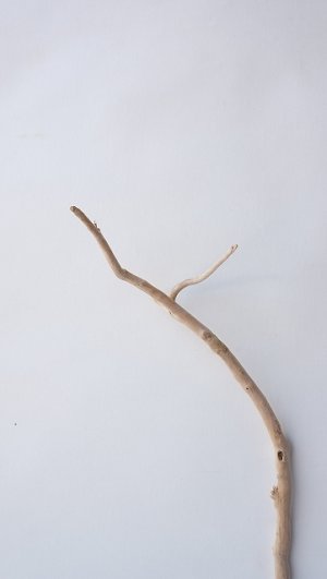 画像4: 流木根