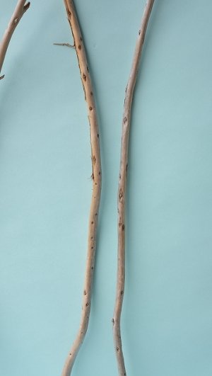 画像3: 棒流木セット