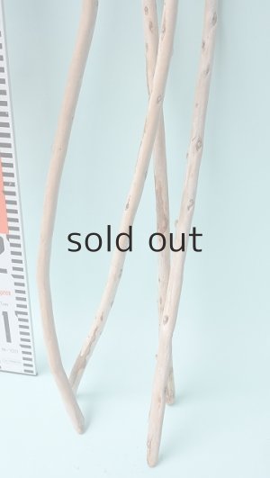 画像6: 棒流木セット