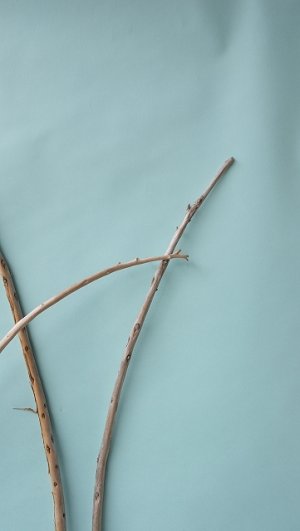 画像6: 棒流木セット