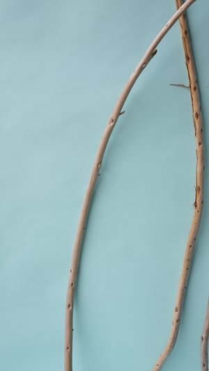 画像4: 棒流木セット