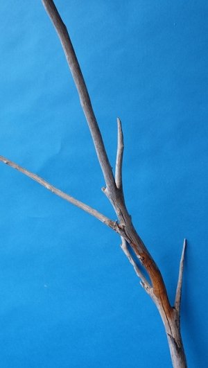 画像4: 枝流木