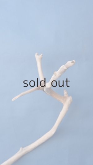 画像4: 小枝流木