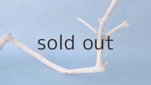 画像6: 小枝流木