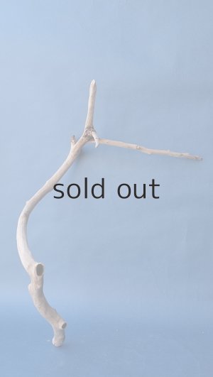 画像5: 小枝流木