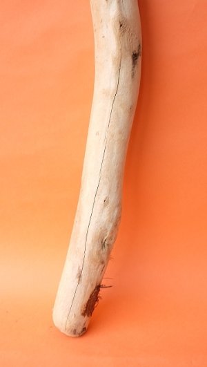 画像2: 幹流木