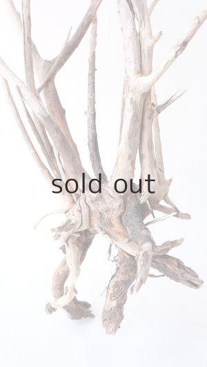 画像2: 流木根（中型）