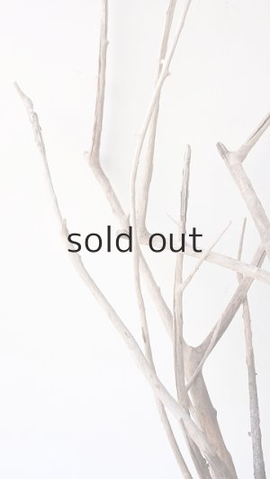 画像3: 流木根（中型）