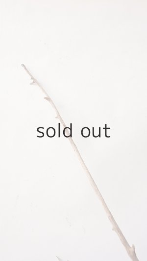 画像7: 流木根（中型）