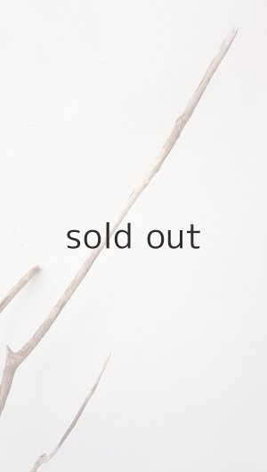 画像5: 流木根（中型）