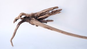 画像7: 流木根