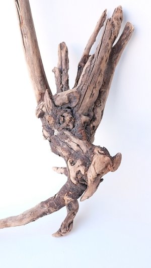 画像2: 流木根