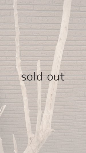 画像8: 大型　幹・根付