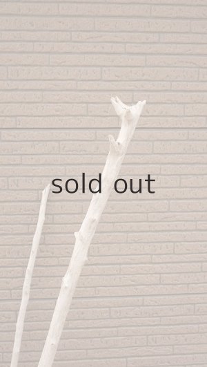 画像6: 大型　幹・根付