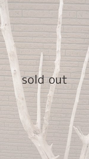 画像4: 大型　幹・根付