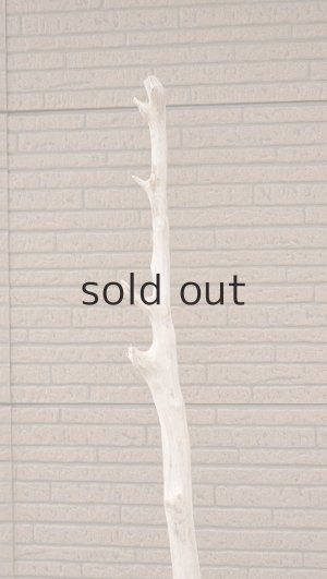 画像5: 大型　幹・根付