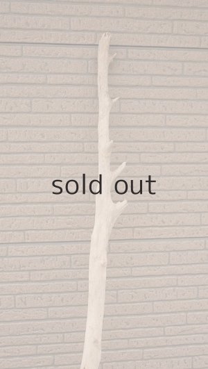 画像9: 大型　幹・根付