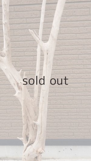 画像7: 大型　幹・根付