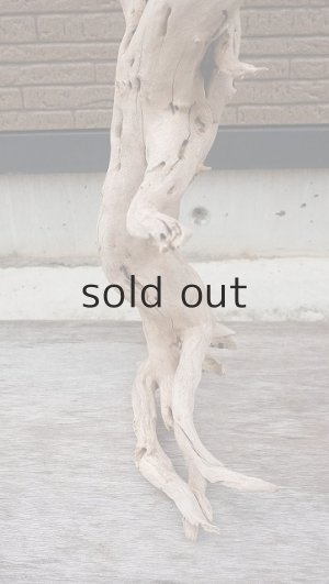 画像2: 大型　幹・根付