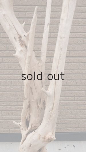 画像3: 大型　幹・根付