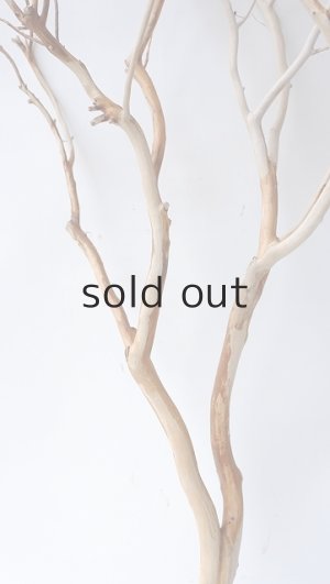 画像4: 枝流木