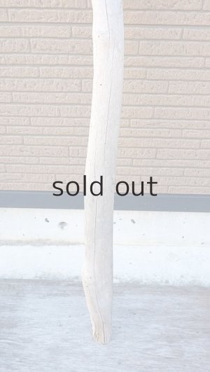 画像2: 幹流木・長尺