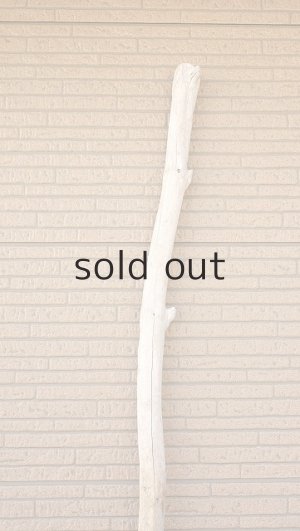 画像4: 幹流木・長尺