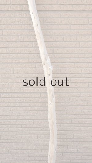 画像3: 幹流木・長尺