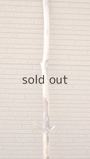 画像4: 幹流木・長尺