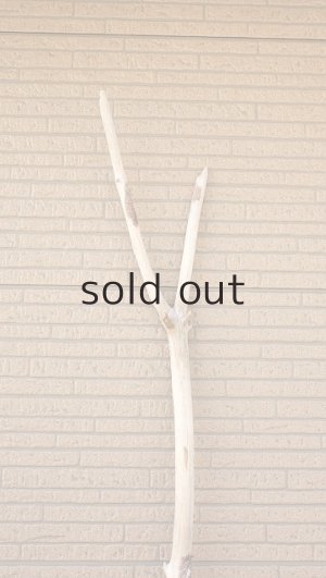 画像5: 幹流木・長尺