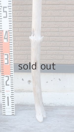 画像6: 幹流木・長尺