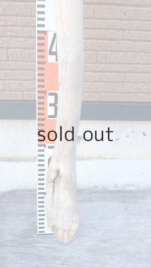 画像5: 幹流木・長尺