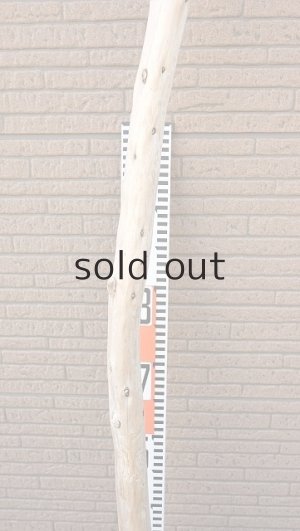 画像7: 幹流木・長尺