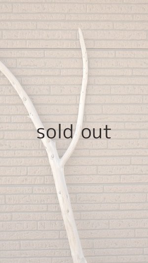 画像4: 幹流木・長尺